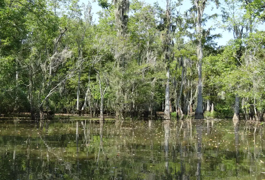 Still Louisiana swamp water and trees for a rainy-day tour planning backup